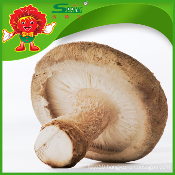 5 - 6cm Chinese fresh white button mushroom